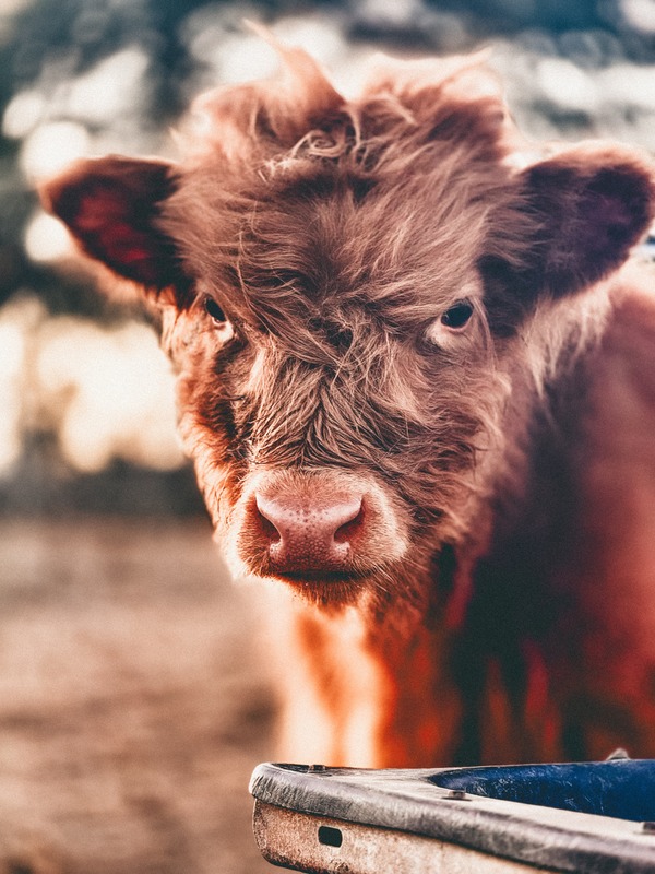 Home [saltycowcattle.com]